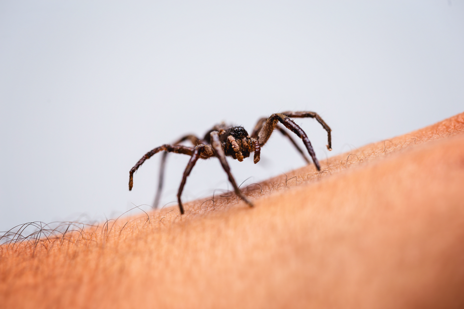 Spider, Pest Control, West Pest leading pest control in New Jersey